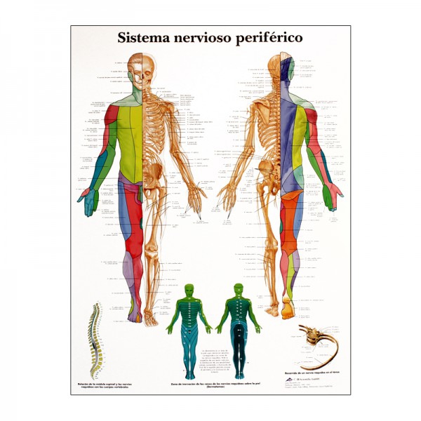 Anatomiediagramm: Peripheres Nervensystem